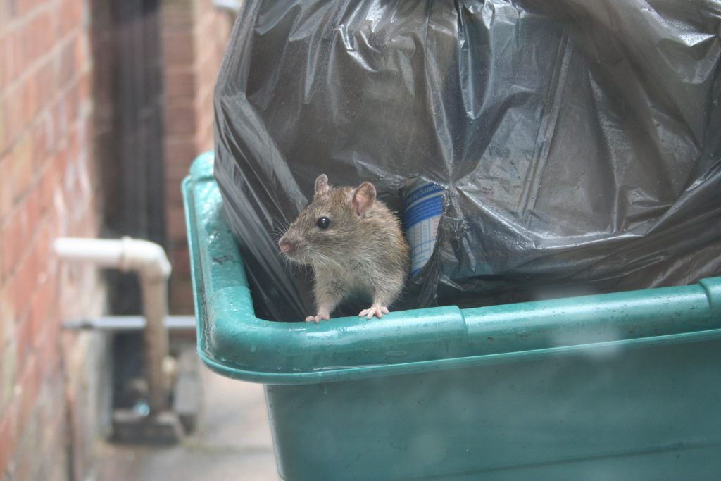 Home Norway Rats 1024x683