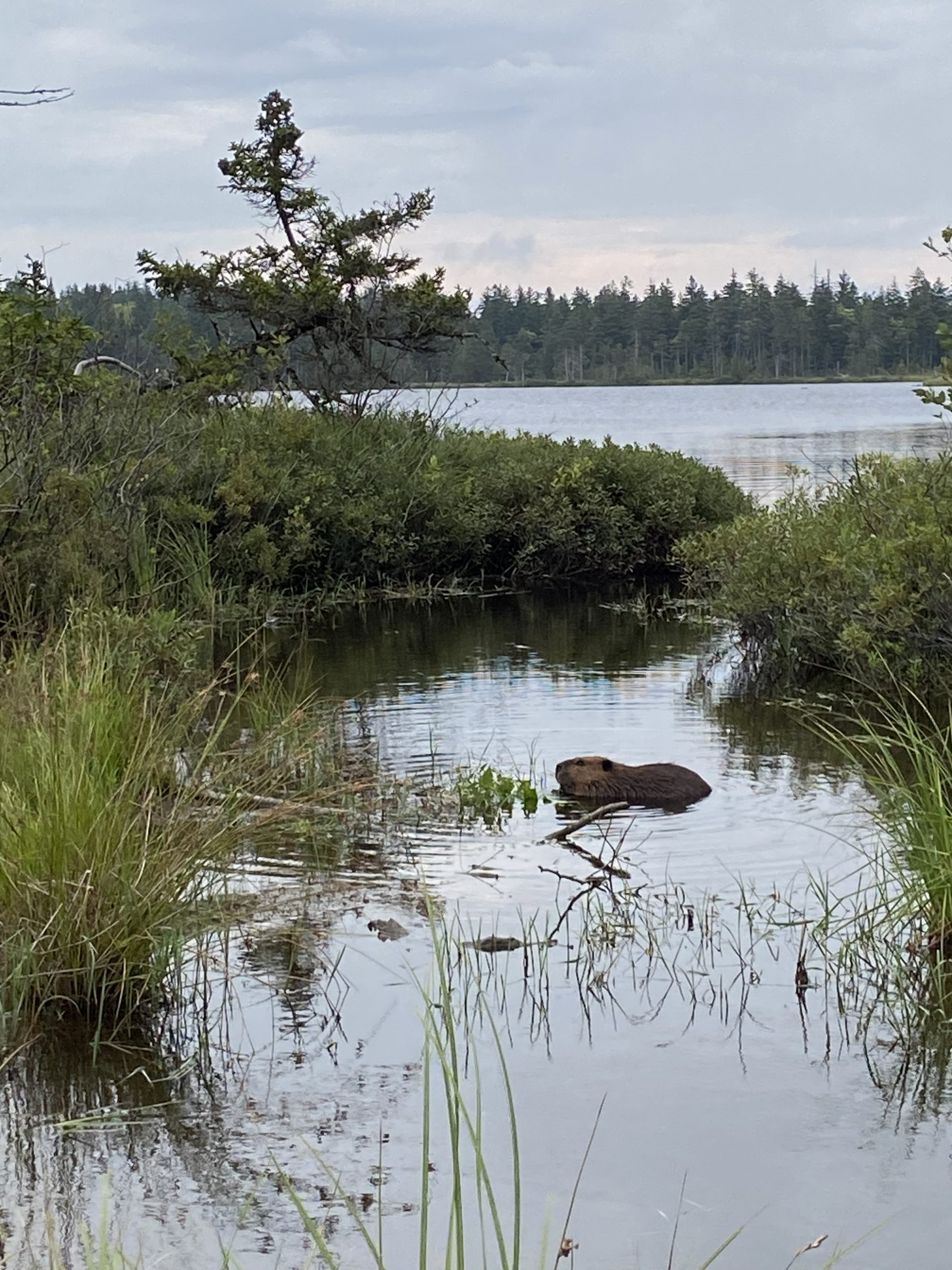 Ecological Pest Management