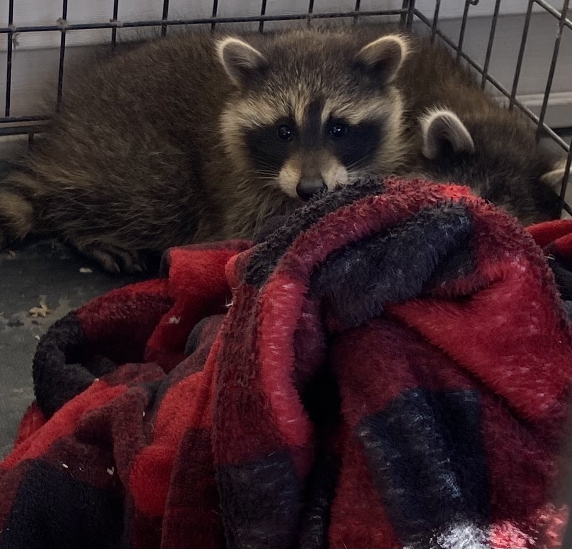 New Brunswick Raccoons